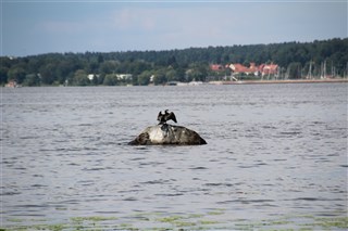 Skarv på morgonkvisten.